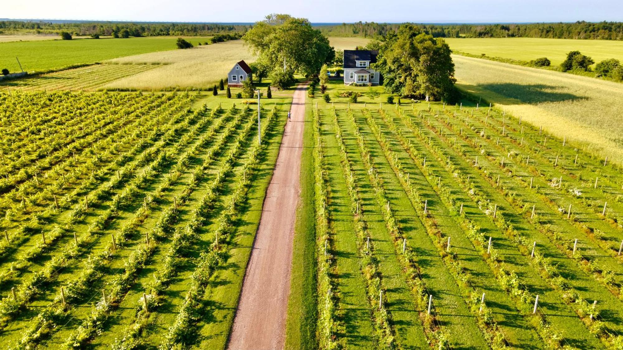 Bed and Breakfast Sunbury Cove Winery Miscouche Exteriér fotografie